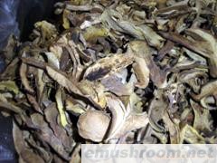 供应大量批牛肝菌