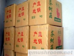 供应大量批茶树菇