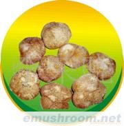 批发供应、猴头菇(图)