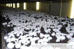 供应有机鲜蘑菇