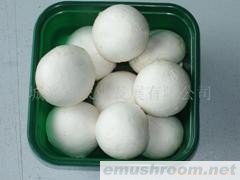 供应有机鲜香菇