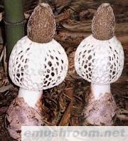 供应云南鲜竹荪菌(图)