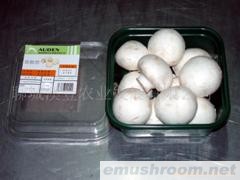 供应优质鲜香菇