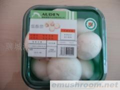 供应优质鲜蘑菇