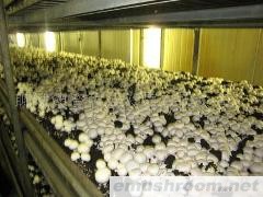 供应优质鲜ManBetX体育