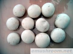 供应优质鲜双孢菇