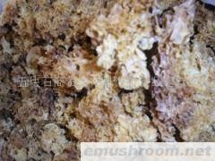 供应野生银耳(图)
