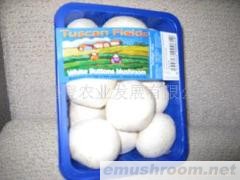 供应特级双孢菇ManBetX体育