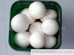 批发供应特级新鲜双孢菇