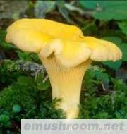 供应鸡油菌,野生菌,冰冻菌,Manbetx体育手机版推荐A9版本