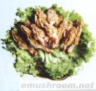 供应干Manbetx体育手机版V17版本发布.官网安卓网.香港,野生菌,Manbetx体育手机版推荐A9版本,