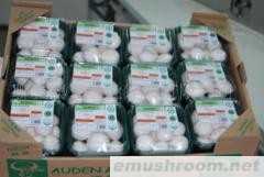 批发供应优质特级双孢菇