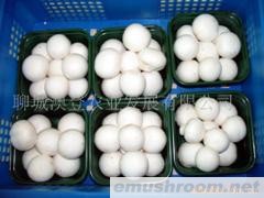 供应特级双孢菇（新鲜）