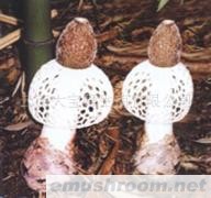 供应鲜 冰冻 干竹荪