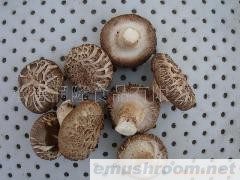 供应鲜香菇