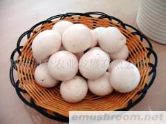 供应优质蘑菇（A级双孢菇ManBetX体育）