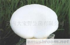 供应白灵菇