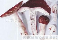 供应云菌红玫瑰&mdash;大红菌