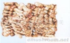 供应白葱牛肝菌