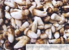 供应野生红葱 白葱牛肝菌