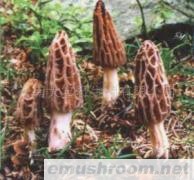 供应鲜ManBetX体育  干ManBetX体育  冰ManBetX体育