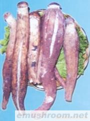 供应鲜鸡纵   牛肝菌  干巴菌