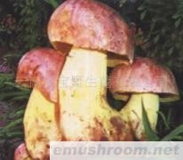 供应白葱 红葱牛肝菌