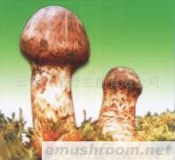 供应干松茸  鲜松茸