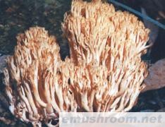 供应珊瑚菌