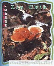 供应人间仙草灵芝