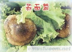 供应荞面菌