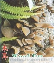供应木耳