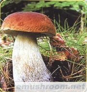 供应冰冻  鲜美味牛肝菌