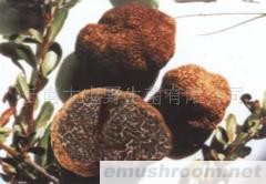 供应块菌(又名 猪拱菌 松露)