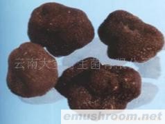 供应块菌 (又名 猪拱菌 松露)