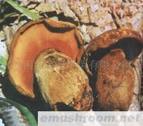 供应红葱牛肝菌，黑牛肝