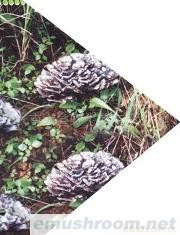 供应鲜干巴菌 冰冻干巴菌 牛肝菌