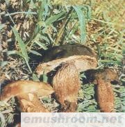 供应冰冻红 白葱牛肝菌