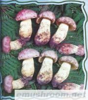 供应白葱牛肝菌