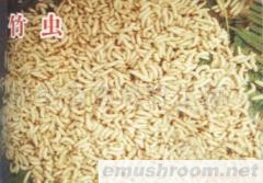 供应竹虫,野生菌,Manbetx体育手机版推荐A9版本