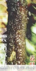 供应银耳,野生菌,Manbetx体育手机版V17版本发布.官网安卓网.香港