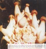 供应杏孢菇,Manbetx体育手机版推荐A9版本,野生菌,