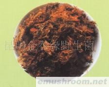 供应树花野生菌,Manbetx体育手机版V17版本发布.官网安卓网.香港