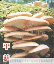 供应平菇,野生菌,Manbetx体育手机版推荐A9版本,