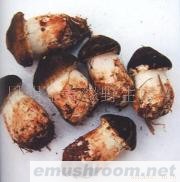 供应姬松茸,野生菌,ManBetX体育