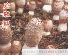 供应鸡腿菇野生菌,Manbetx体育手机版推荐A9版本