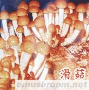 供应滑菇野生菌,ManBetX体育