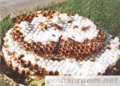 供应蜂蛹,野生菌,Manbetx体育手机版V17版本发布.官网安卓网.香港,绿色食品