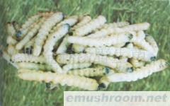 供应柴虫,野生菌,Manbetx体育手机版推荐A9版本