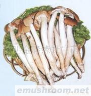 供应茶树菇,野生菌,ManBetX体育